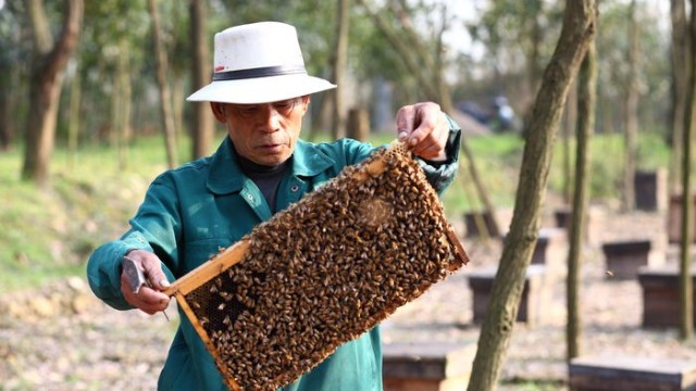 蜂群有幾類蜂？蜂蜜是哪類蜜蜂采的？